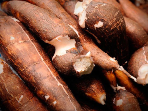 cassava-3