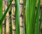 sugar-cane-field-4