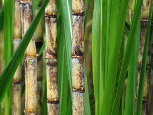 sugar-cane-field-4